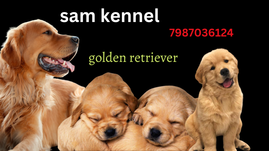 golden retriever for sale in indore 7987036124